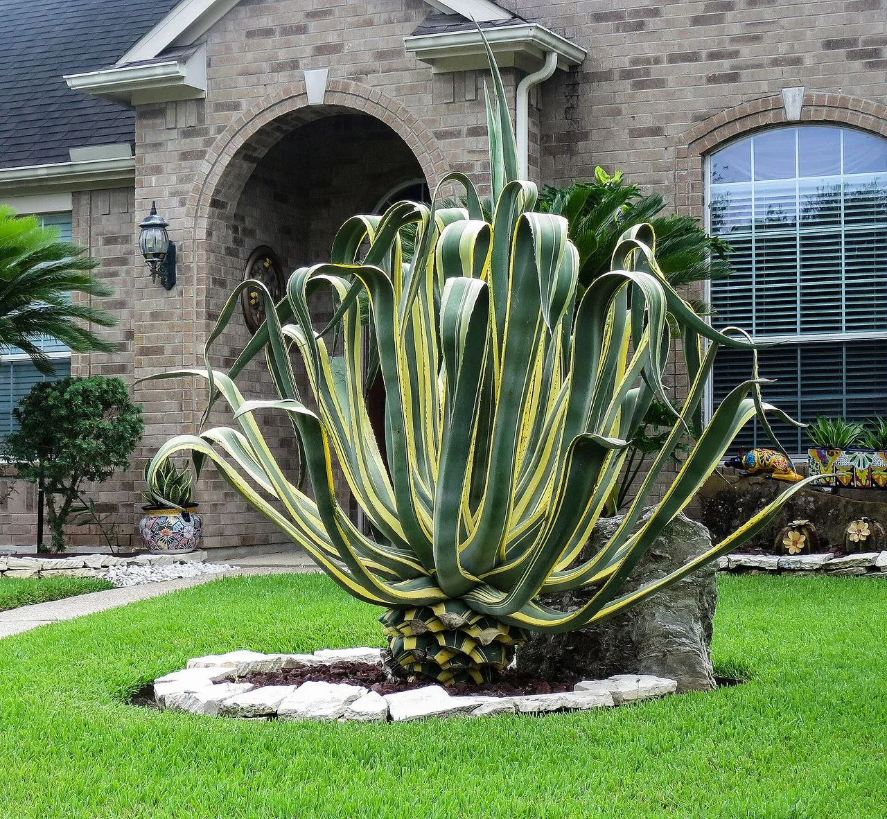 Agave Bottom Leaves Dying: Senescence or Disease?
