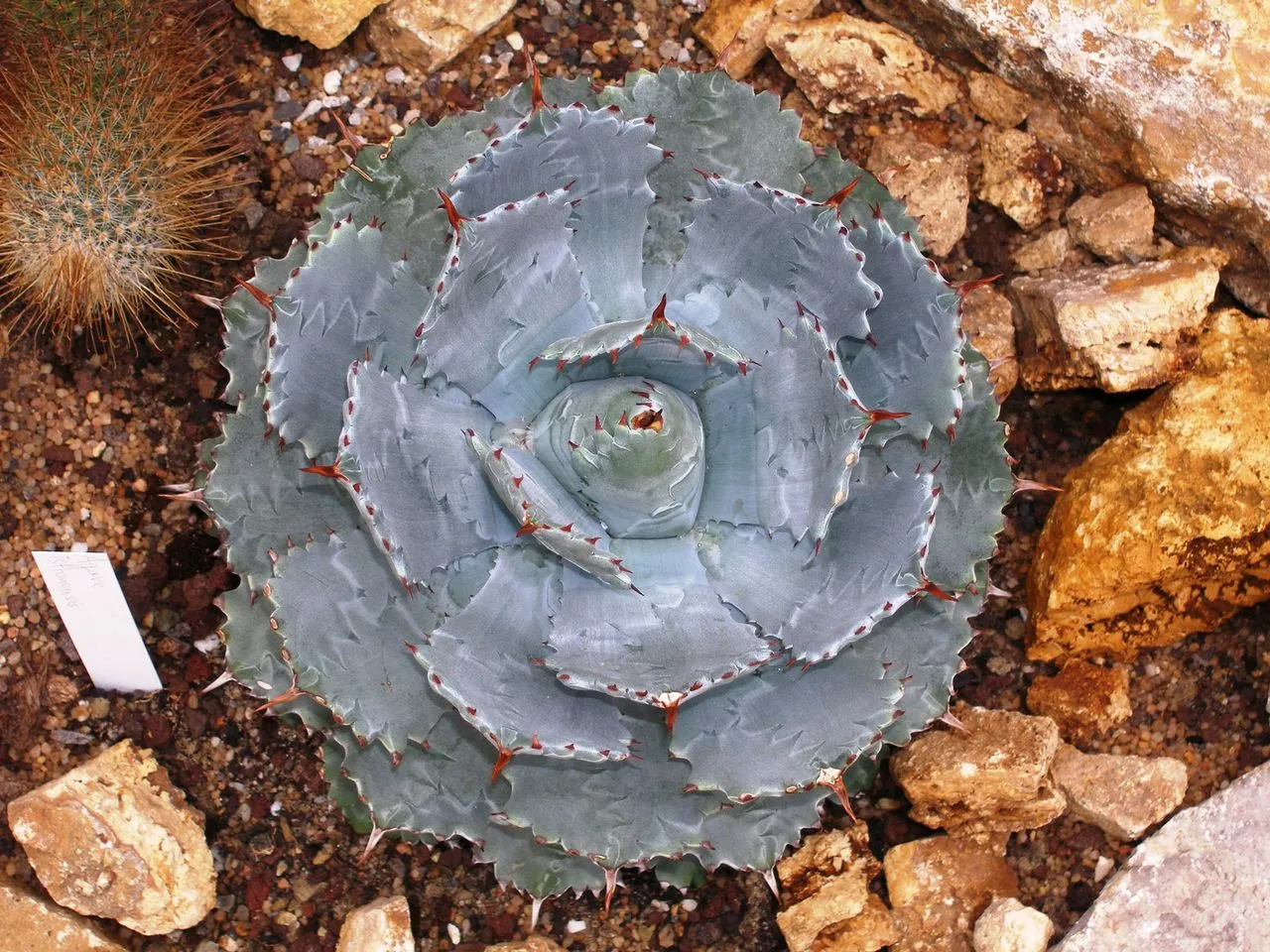 Agave Spider Mites: Webbing, Speckling & Treatment