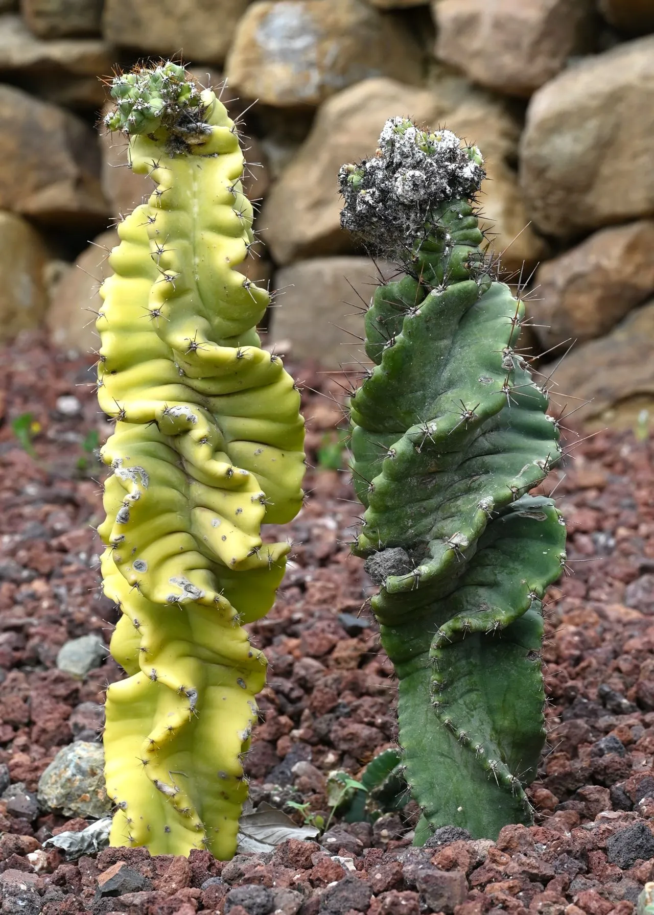 Cactus Shriveling: Drought, Root Loss, Rot & Recovery