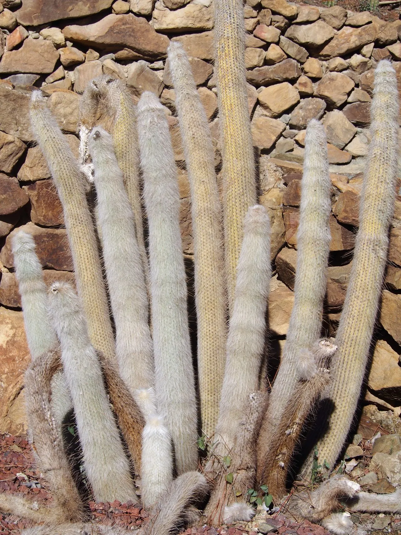 Cactus Spider Mites: Identify Webbing, Treat & Prevent