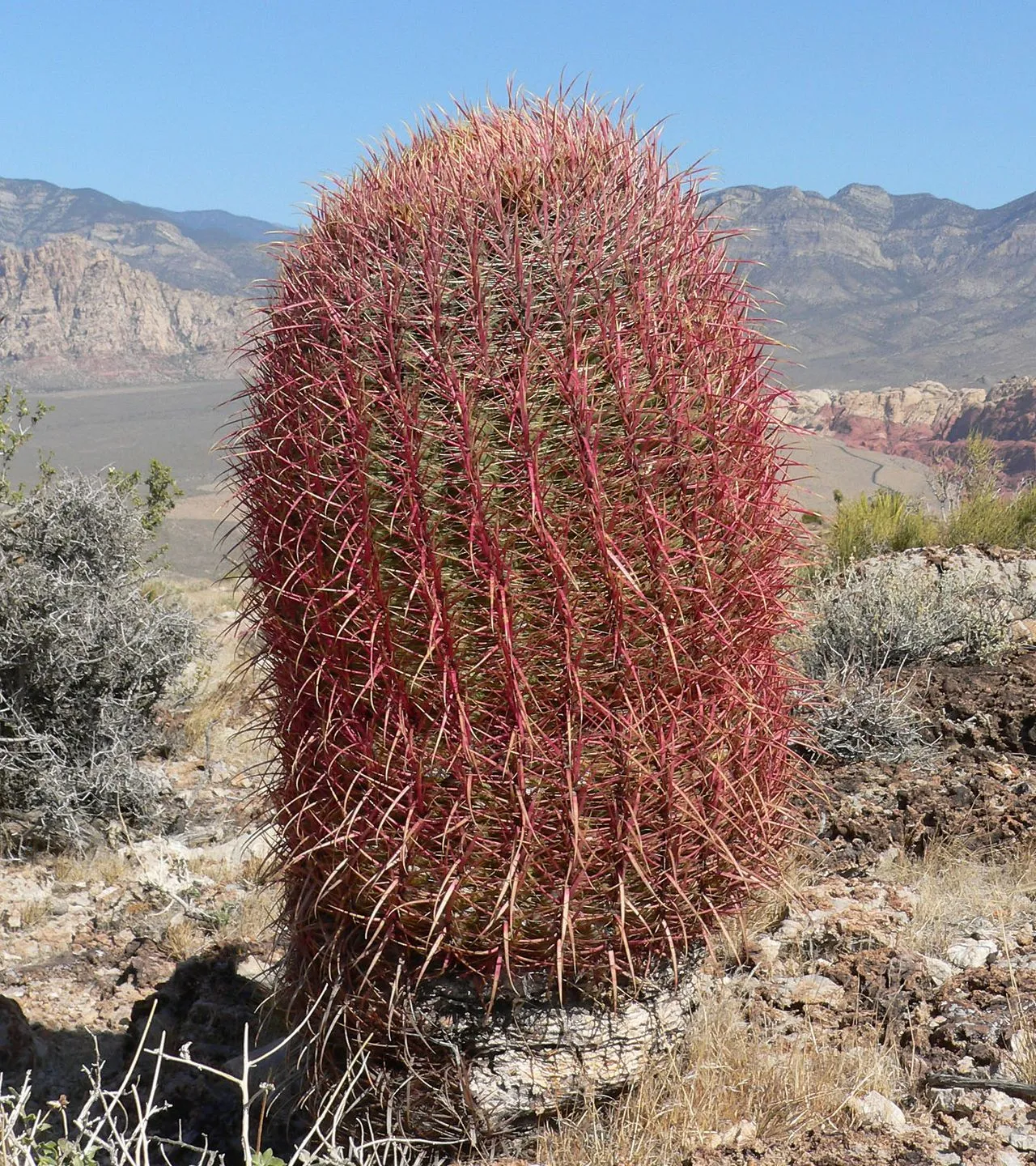 Cactus Turning Yellow: Causes, Diagnosis & Recovery