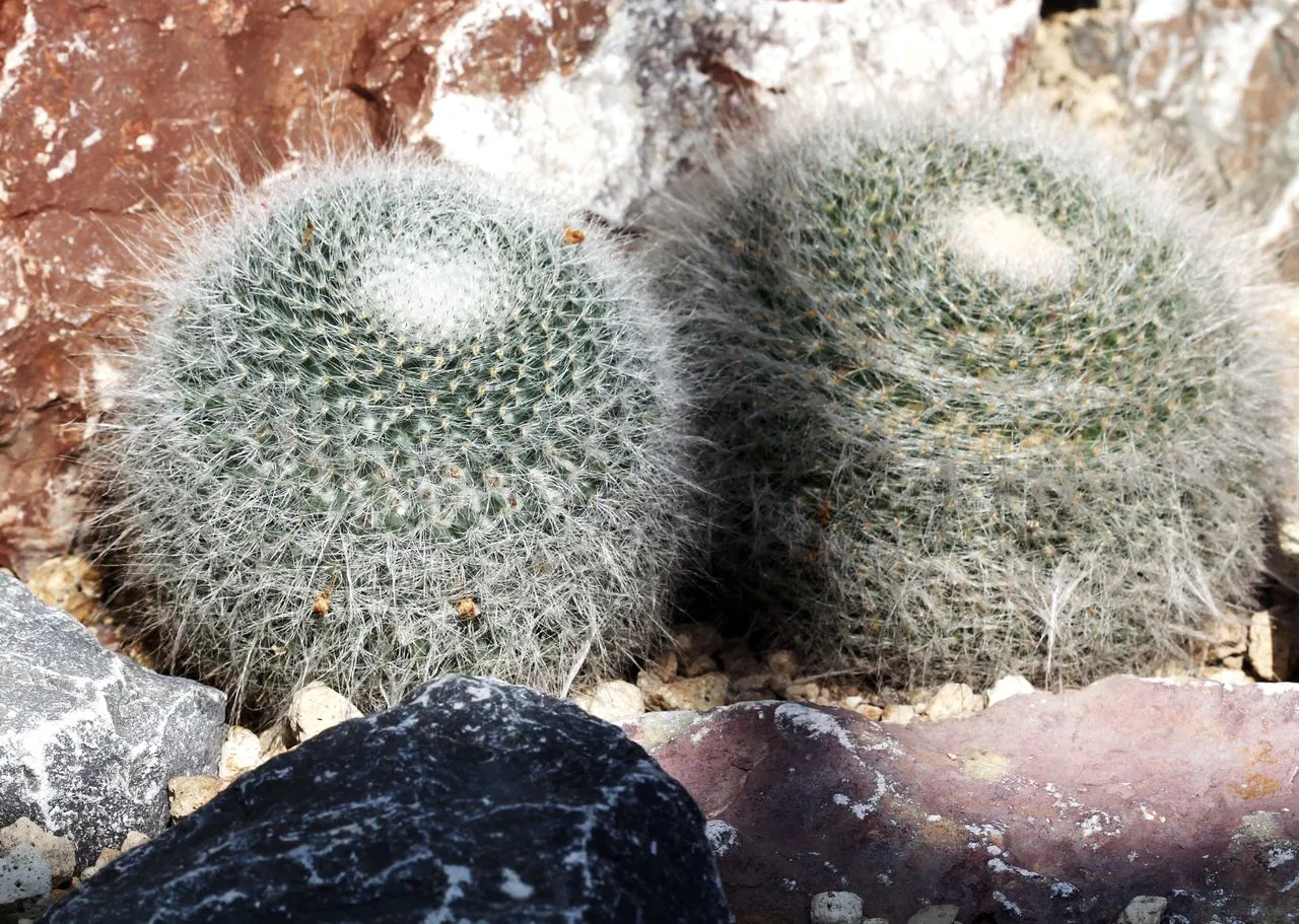 Cactus Etiolation Fix: How to Stop Stretching and Recover Shape