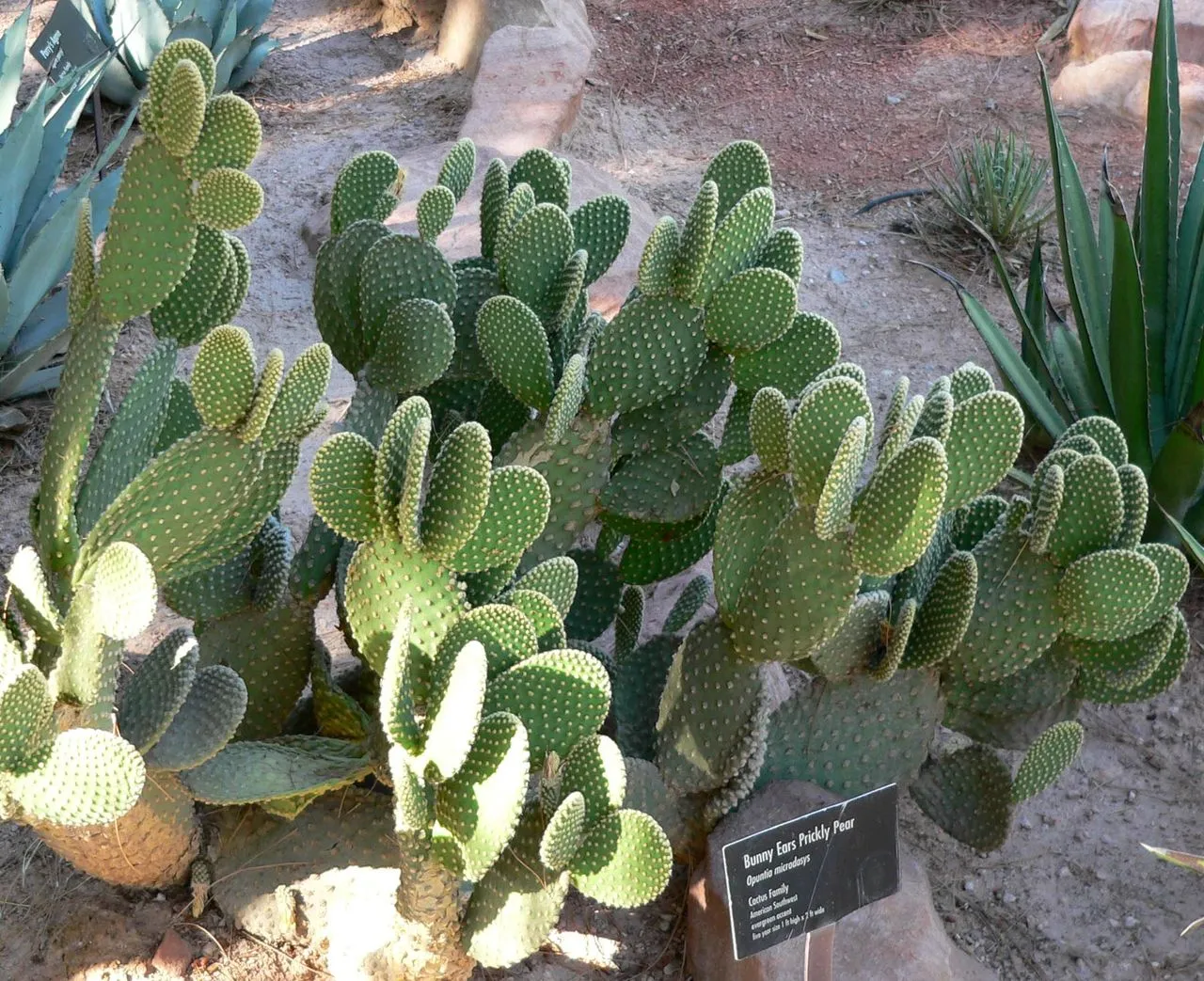 Cactus Turning Purple or Red: Cold Stress vs Sun Stress