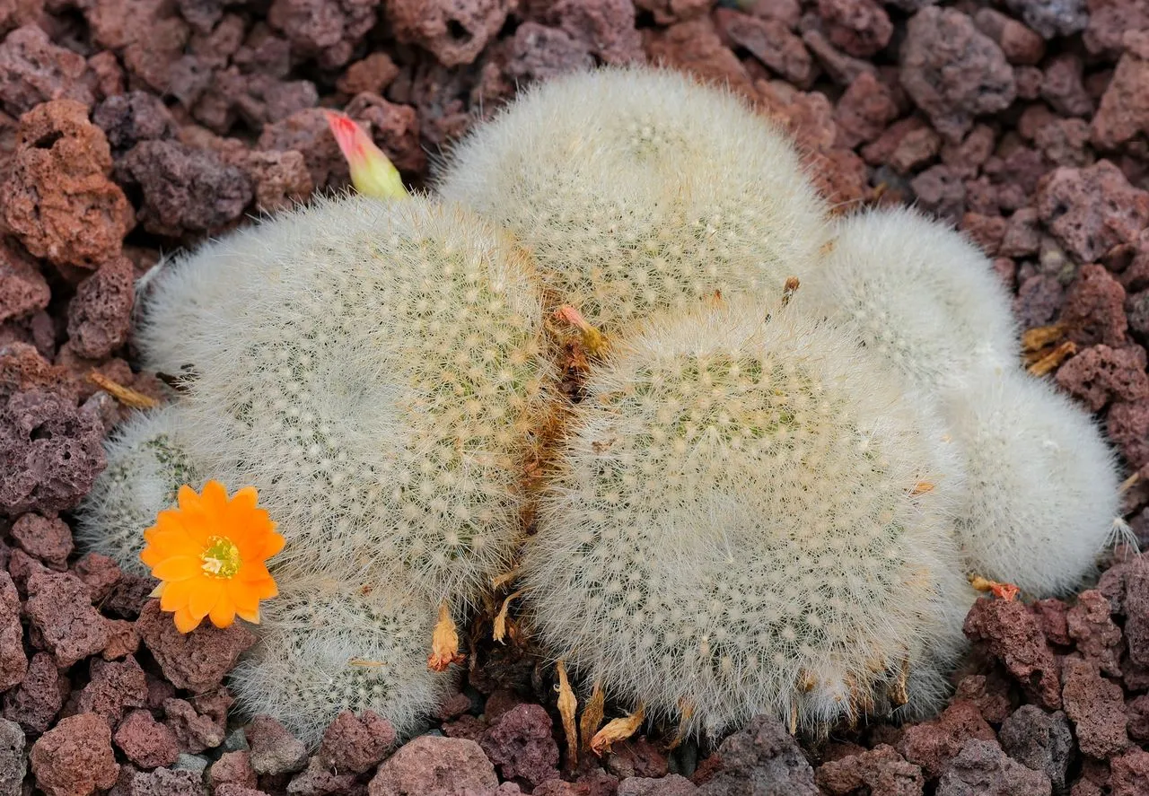 Cactus Corking: Normal Aging or a Warning Sign?