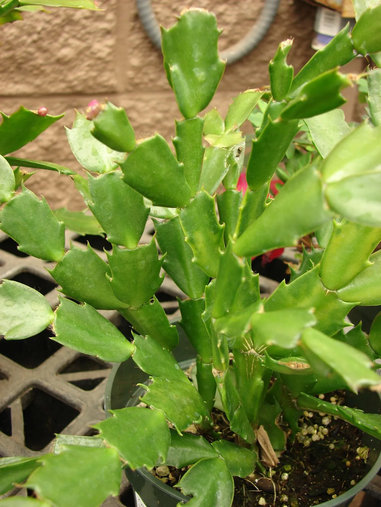 Cactus Sunburn Recovery: Scorch Signs, Treatment & Prevention