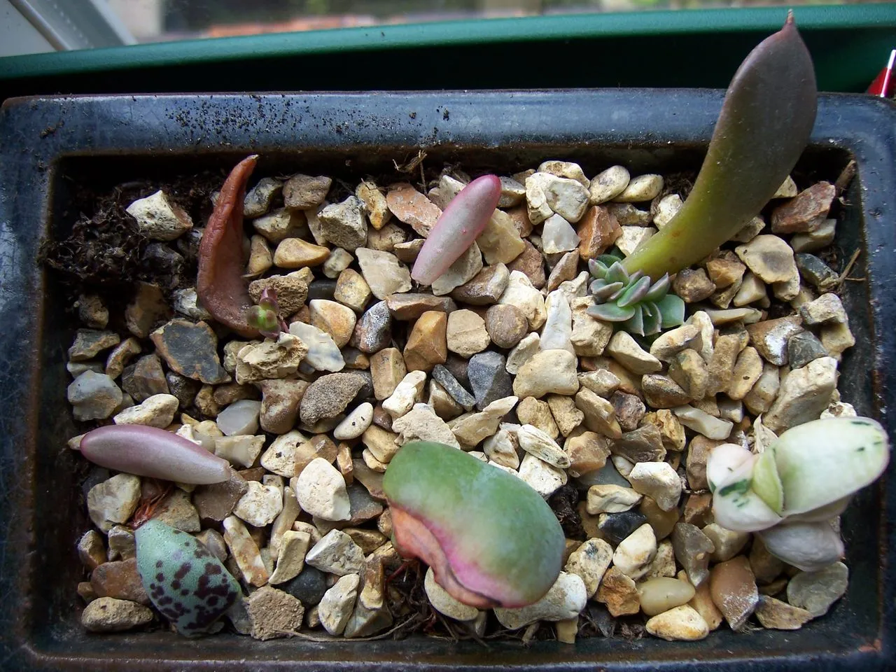 Rooting Hormone: When It Helps Succulents and When It Doesn't