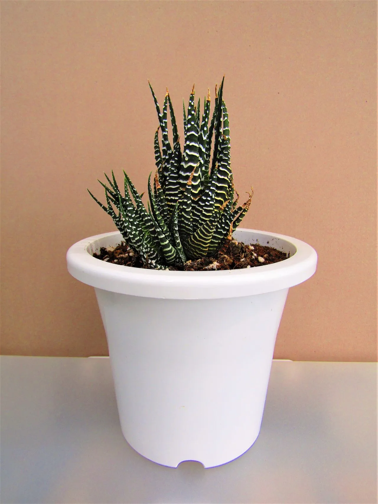 Window Direction: South vs East vs West for Succulents