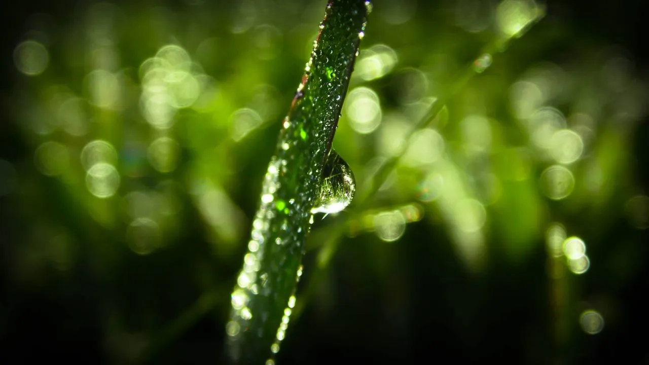 Water Quality for Succulents: Tap, Rain, RO, Distilled