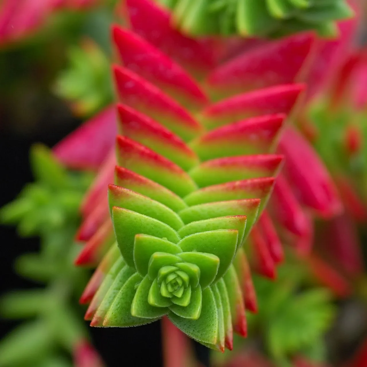 Crassula pangolin: Overlapping-Scale Miniature