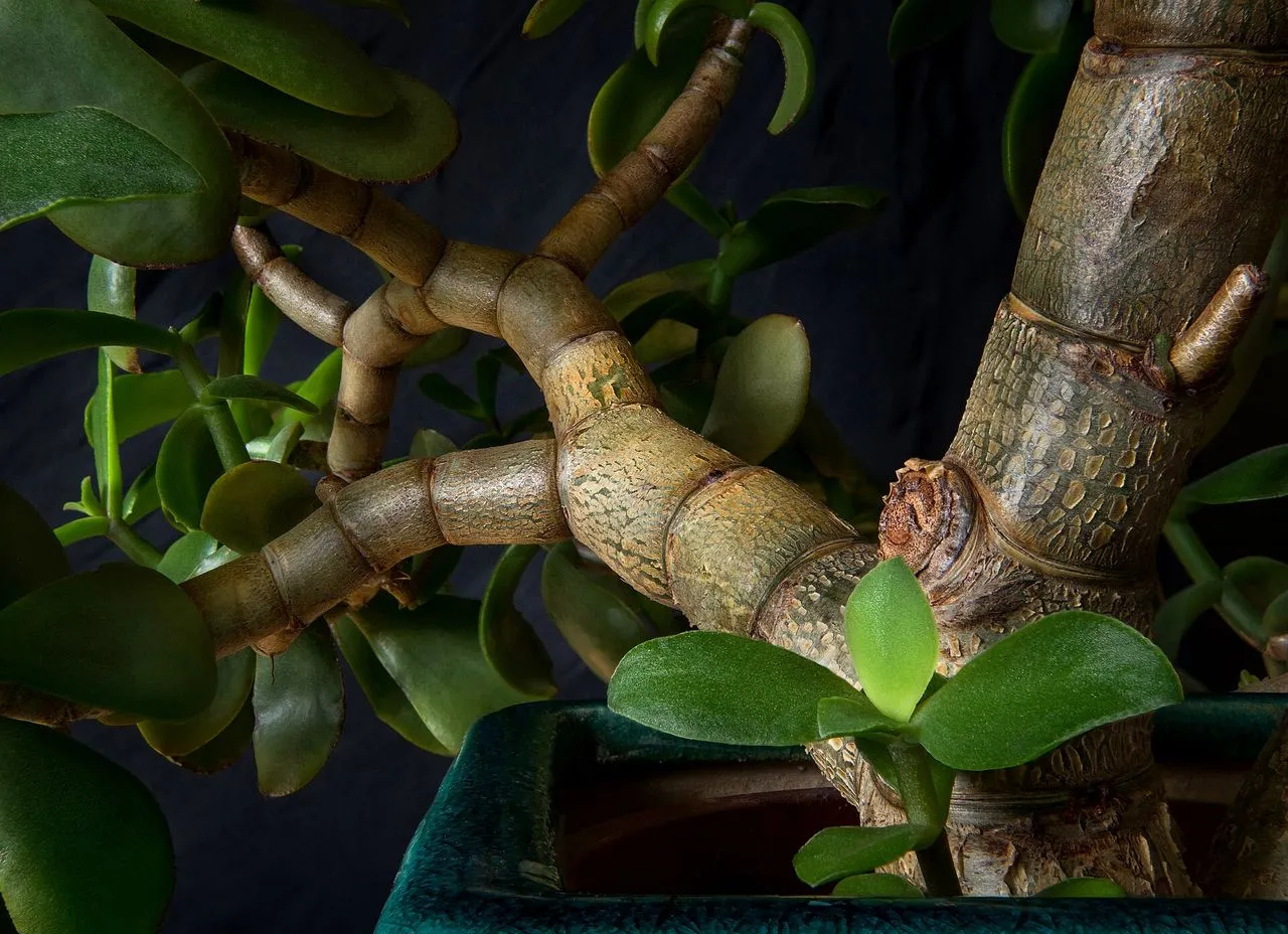 The Complete Crassula Guide: Taxonomy, Cultivation, Propagation & CAM Physiology