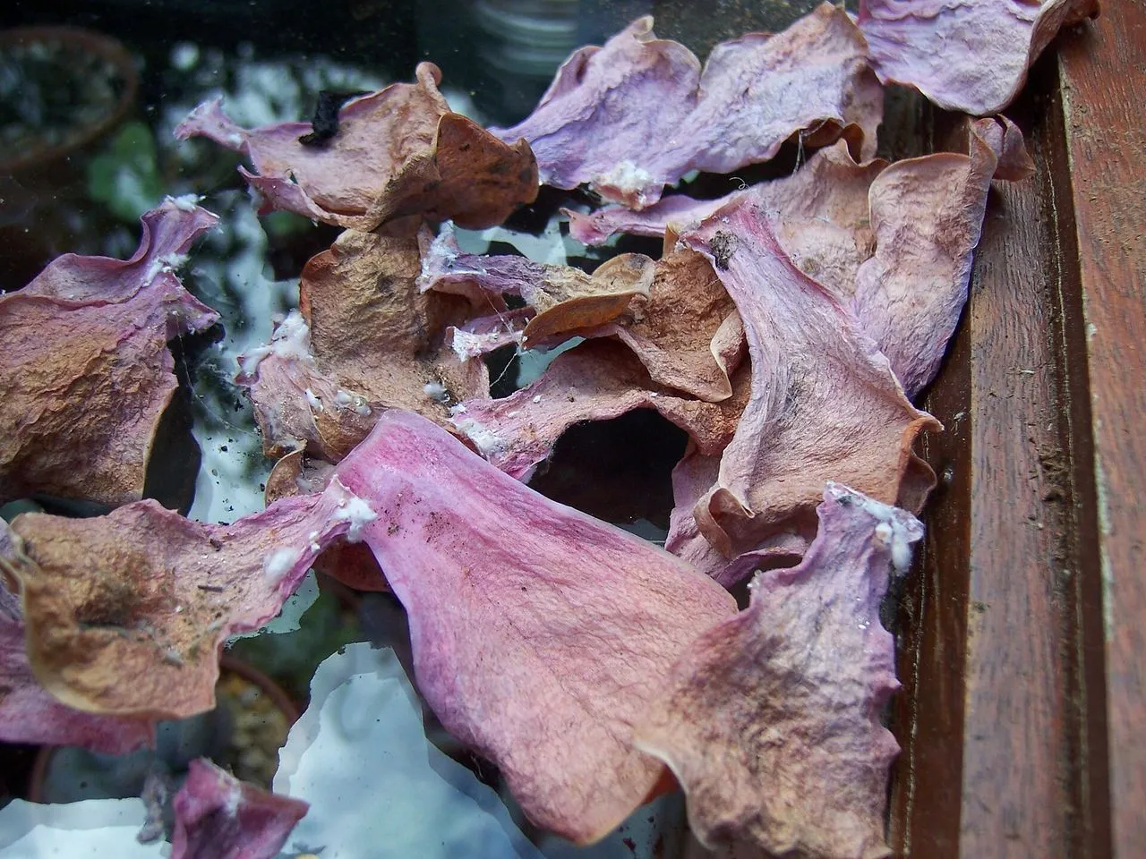 Echeveria Spots on Leaves: Sunburn, Edema, Pests and Disease