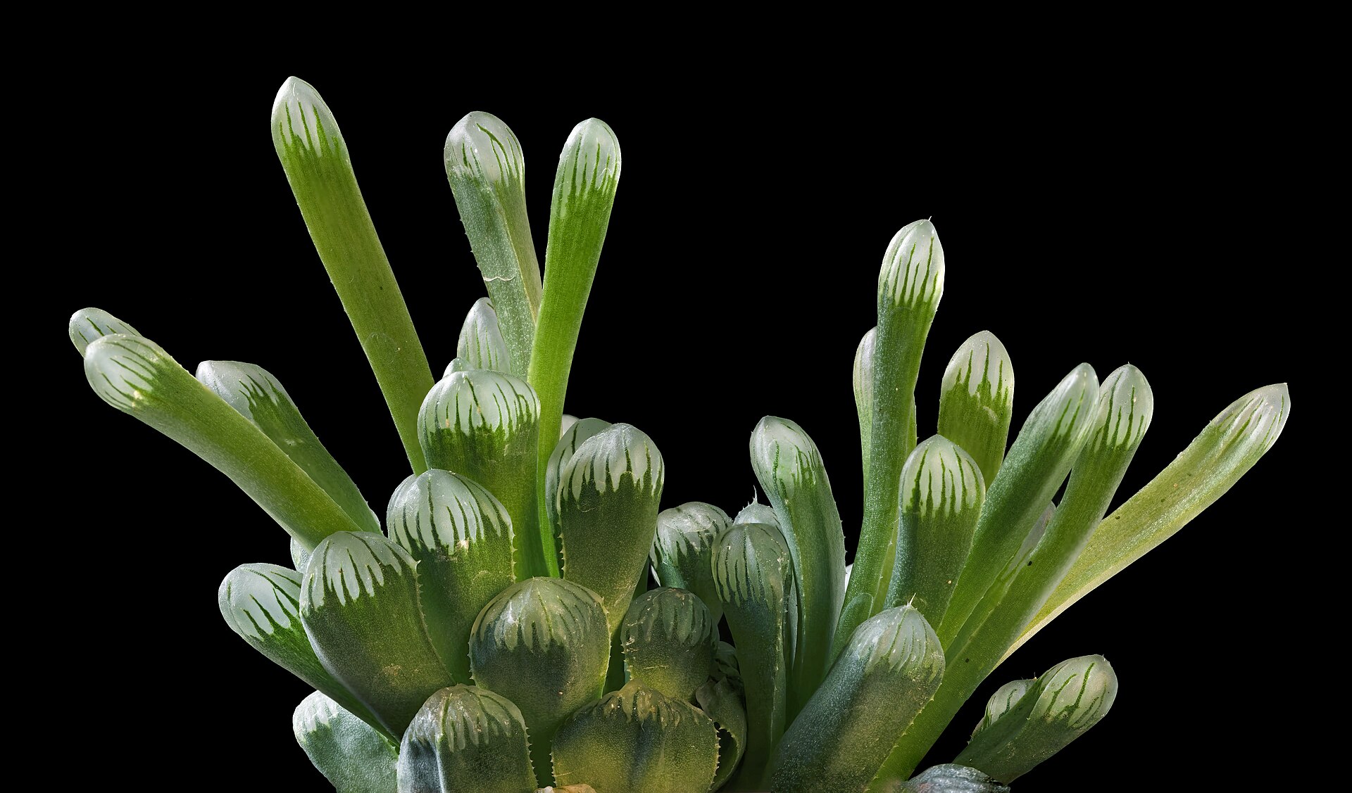 Haworthia cooperi: The Translucent-Window Species