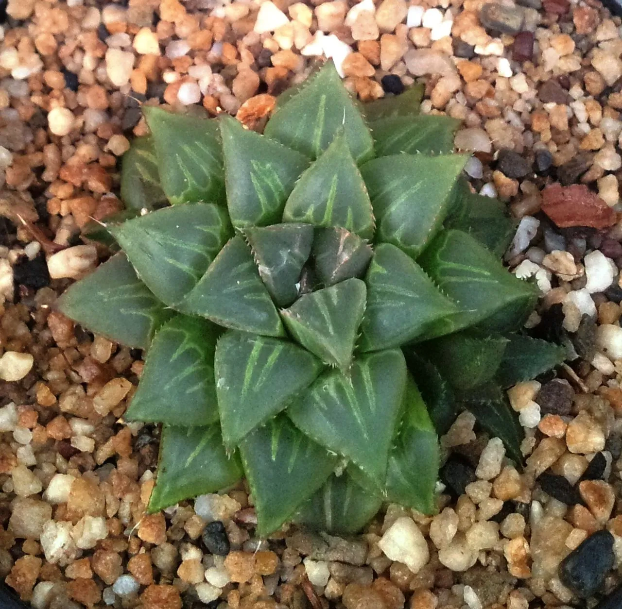 Haworthia cuspidata: The Star Haworthia