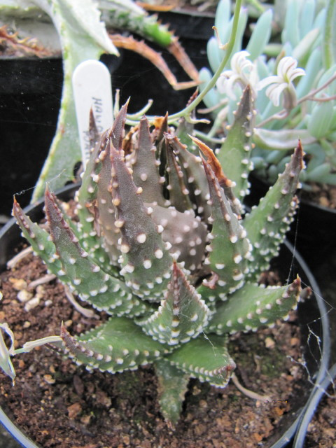 Tulista pumila: The Pearl Plant
