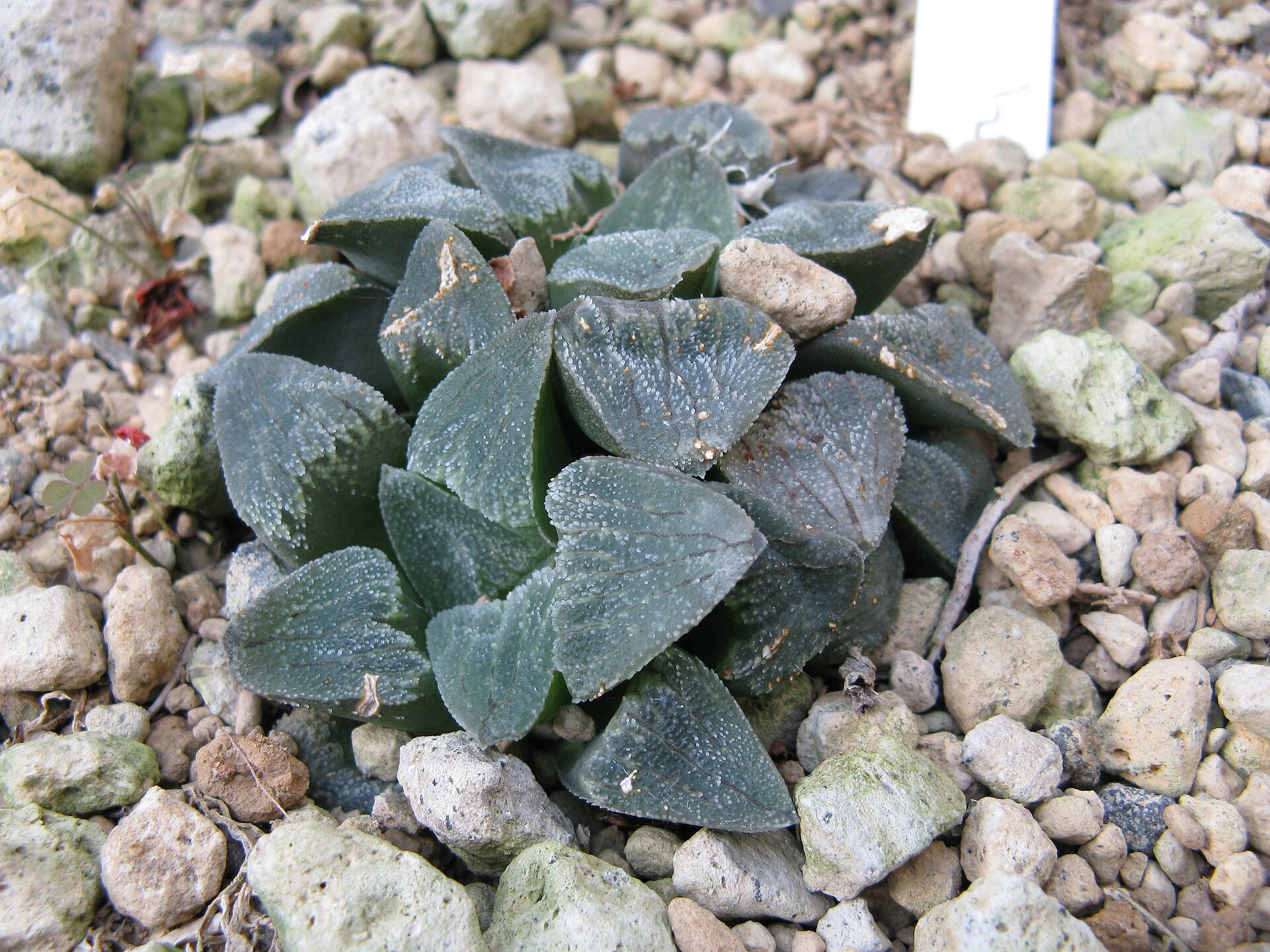 Haworthia pygmaea: The Pebble-Window Miniature