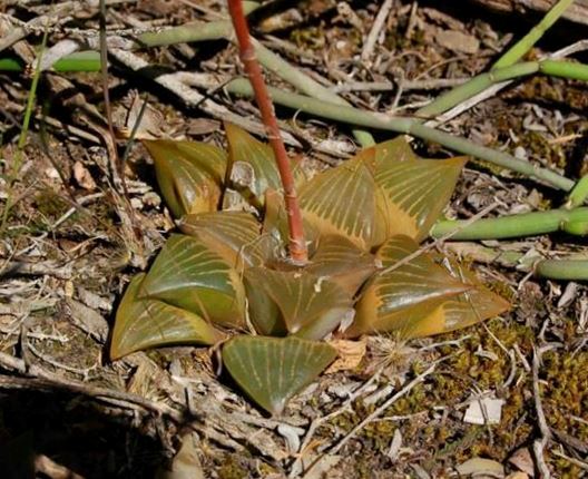 Haworthia retusa: The Star Window Haworthia