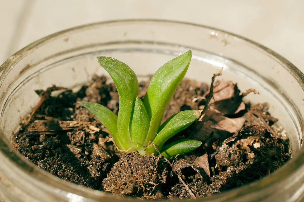 Haworthia Leaves Turning Yellow: Causes and Fixes