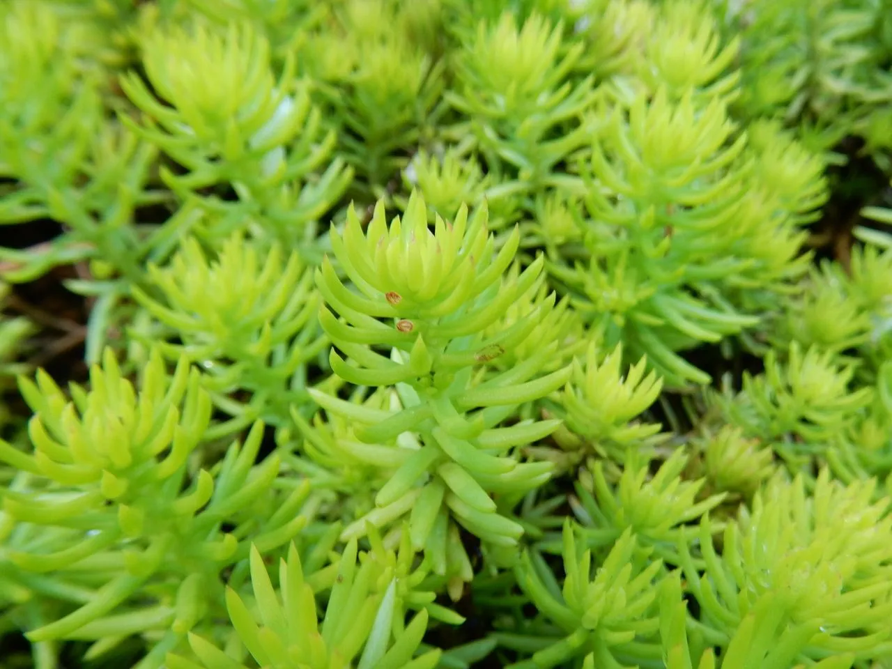 Sedum Brown Tips: Causes and How to Fix Them