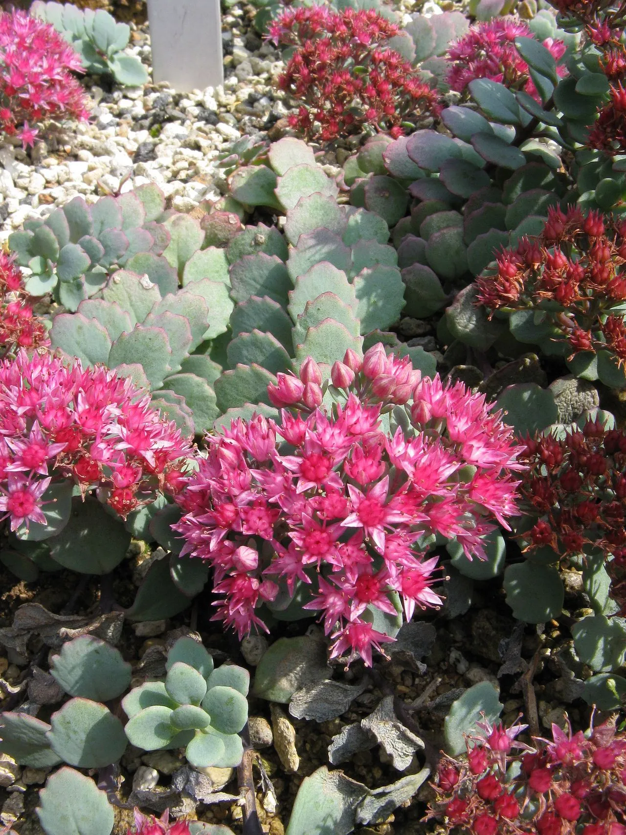 Sedum Leaves Falling Off: Mature Drop, Seasonal Die-Back, and Crown Rot