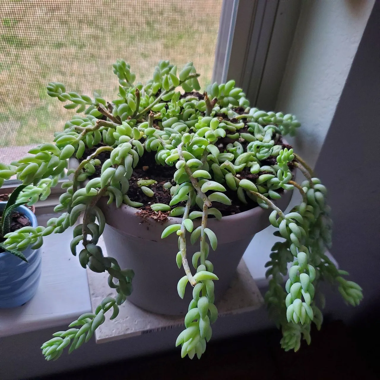 Sedum Leaves Turning Yellow: Causes and Recovery