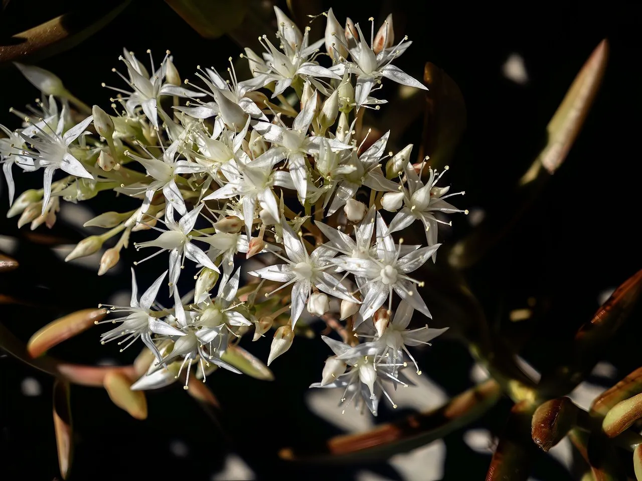 Sedum nussbaumerianum: Coppertone Stonecrop