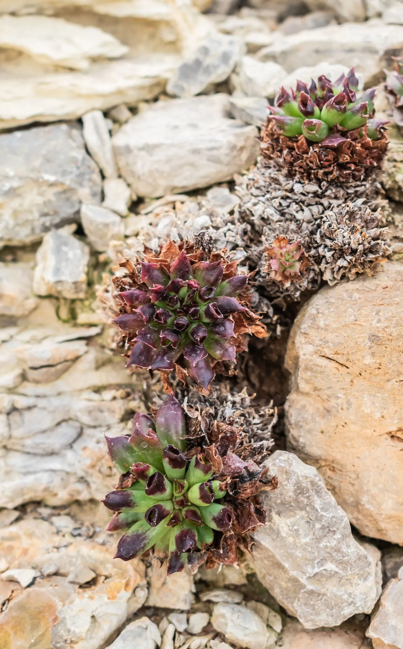 Sempervivum Leaves Soft: Rot vs Drought — How to Tell the Difference