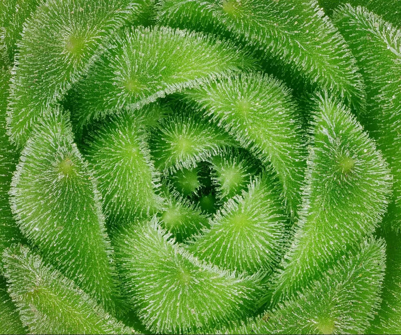 Sempervivum Leaves Papery and Thin: Drought or Root Failure?