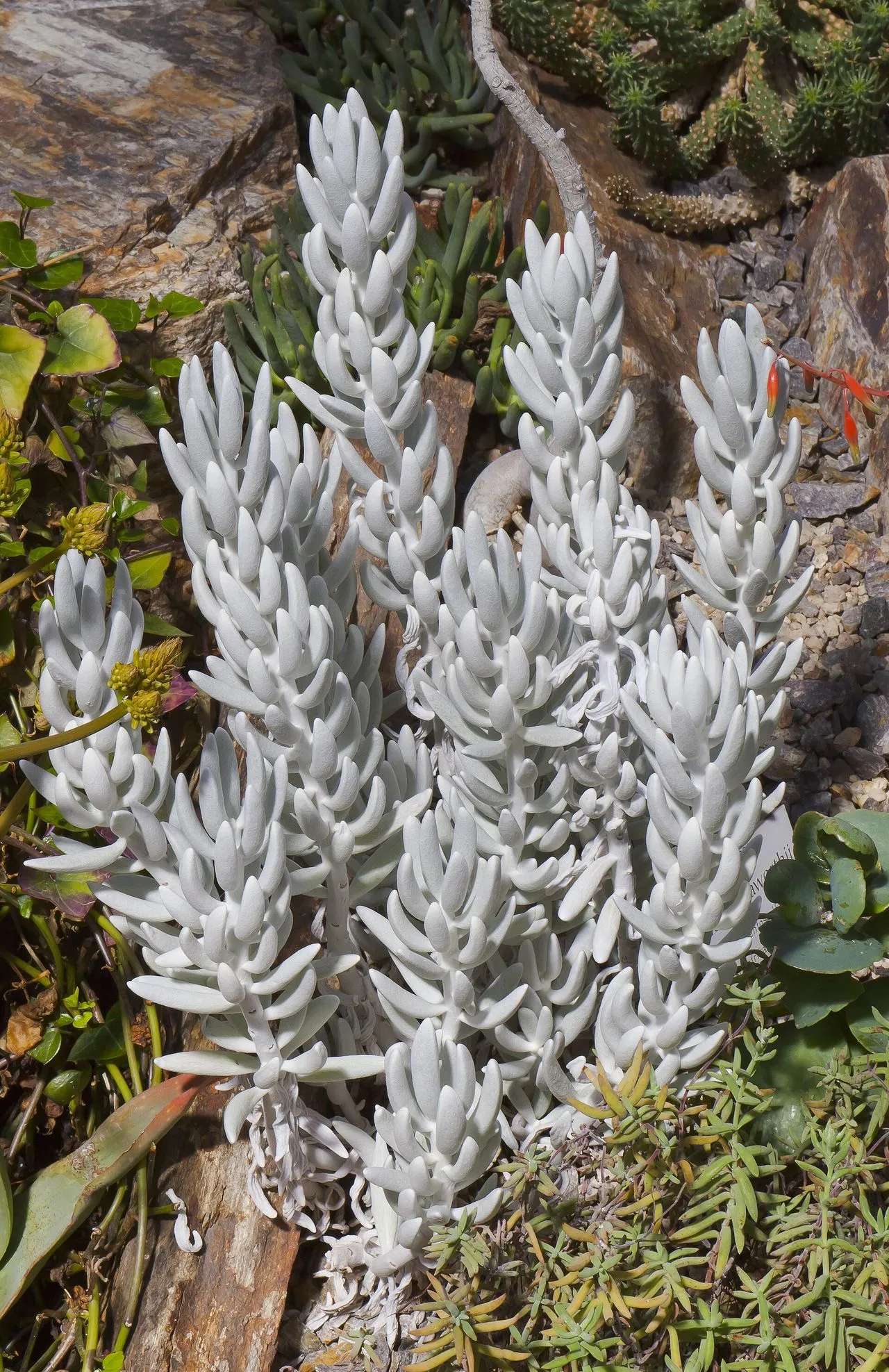 The Complete Senecio Guide: Taxonomy, Cultivation & Propagation